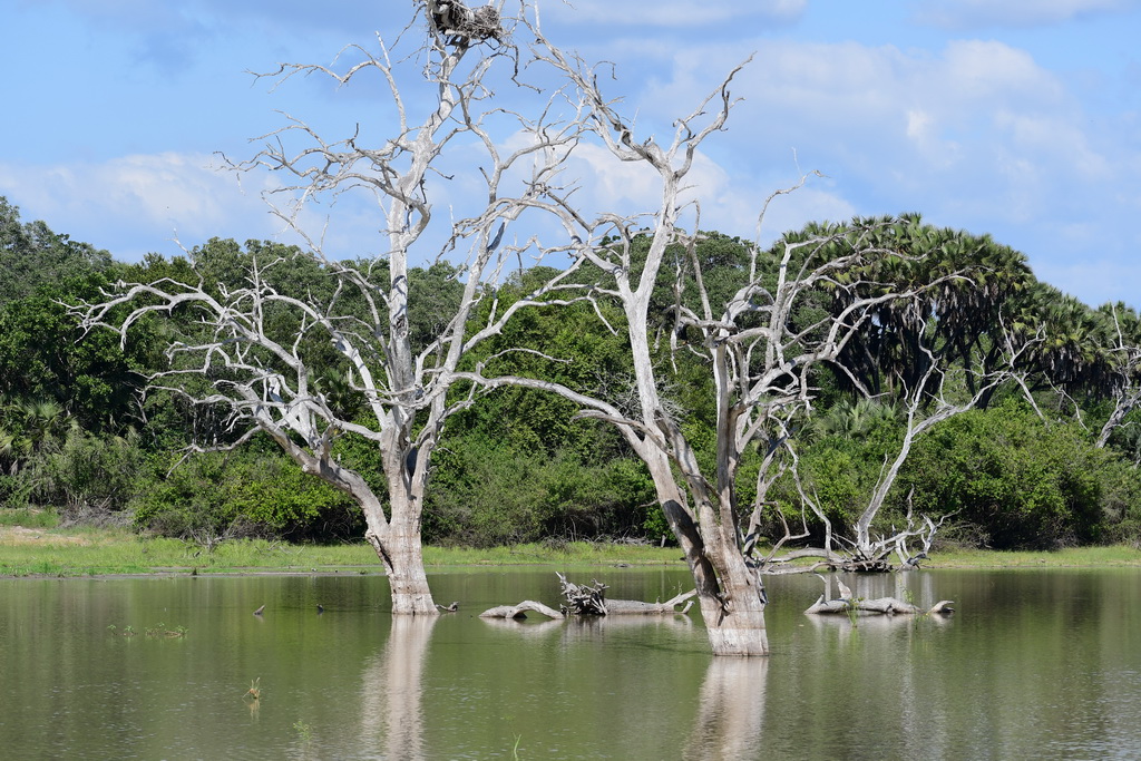 Selous NP